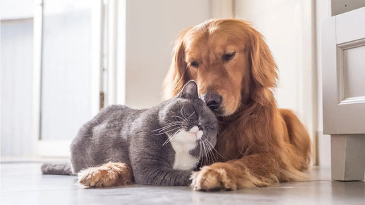 cat and a dog cuddled up together