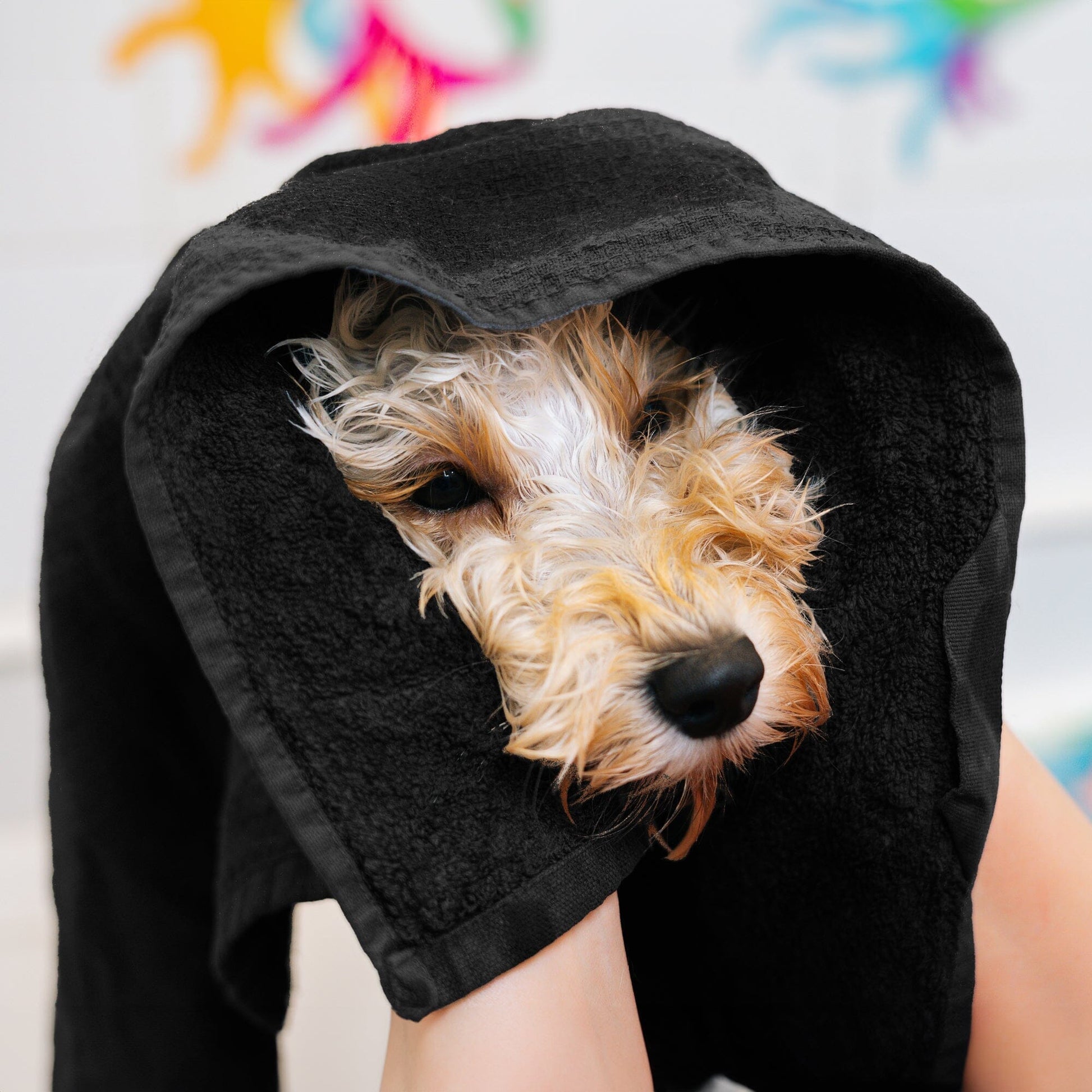 hari dressing towel being used as a pet towel