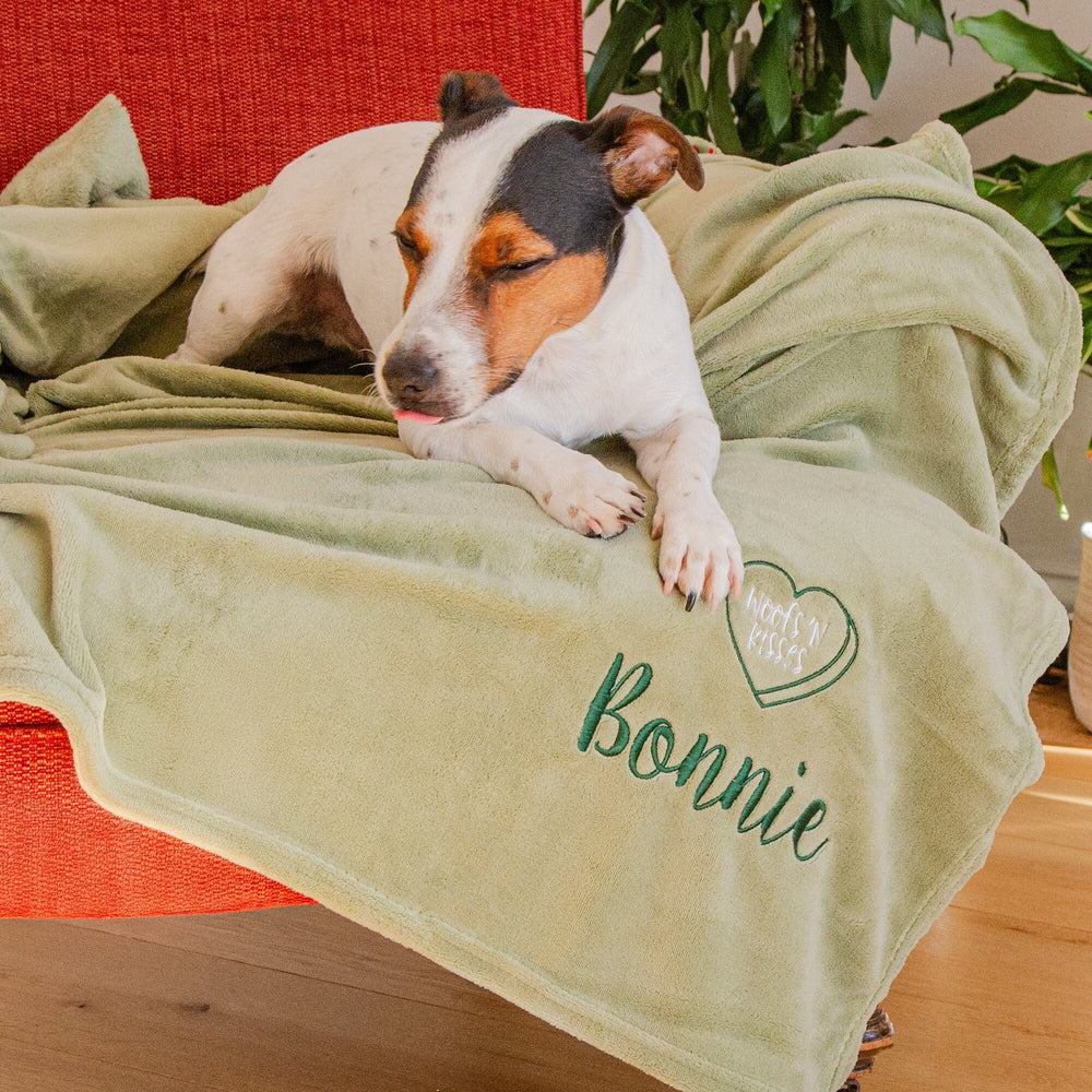 dog sitting on a blanket on a chair