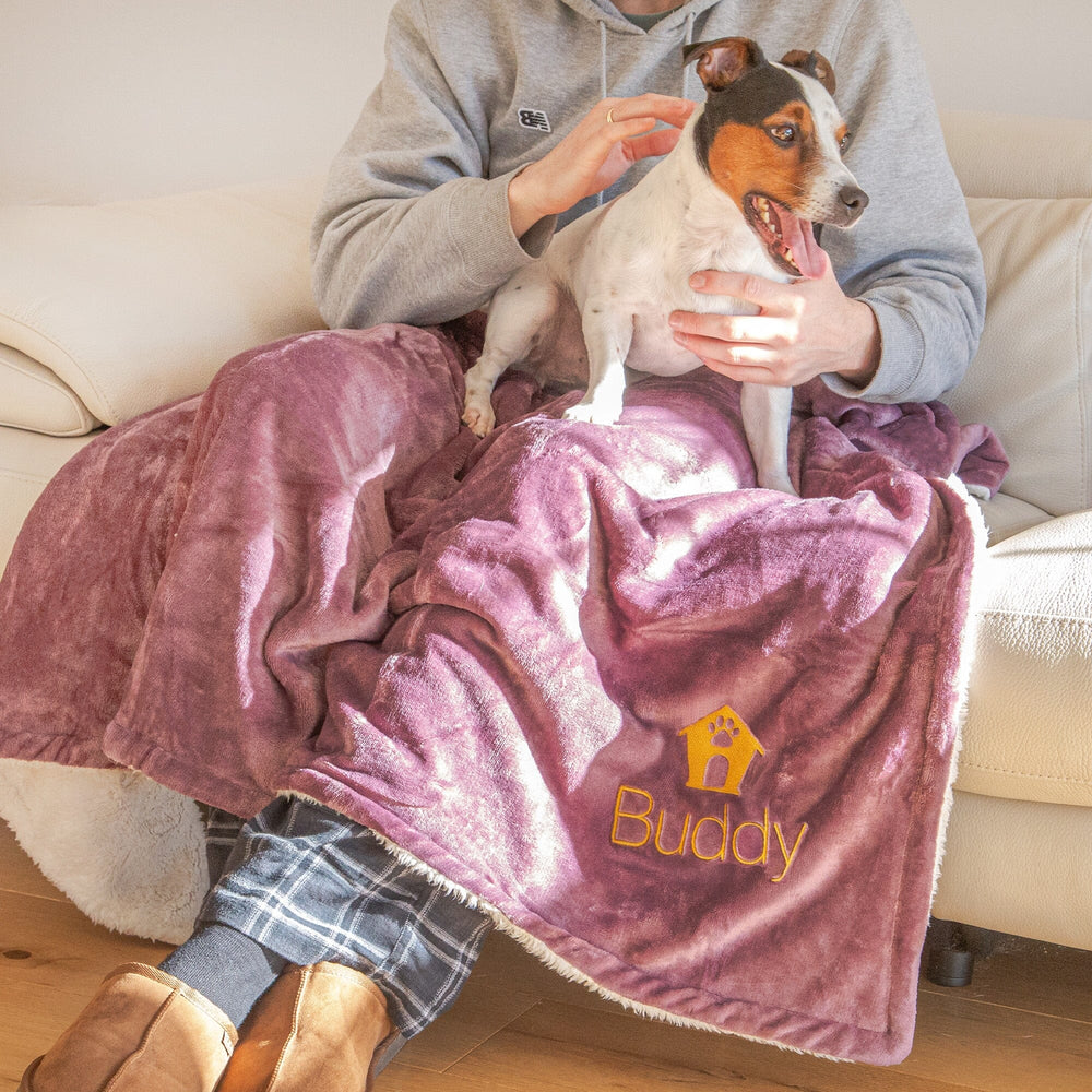 dog on a man's lap on the sofa