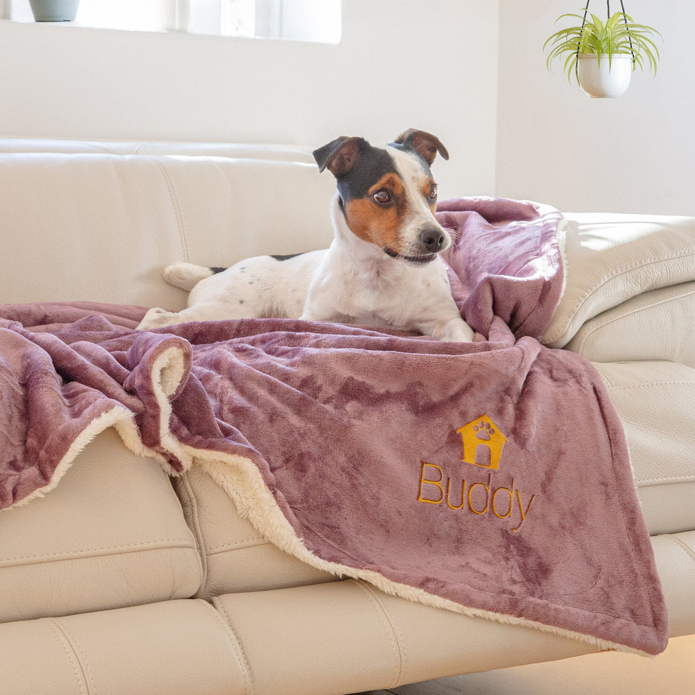 dog on a blanket on a sofa