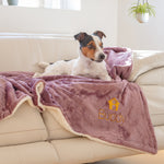 dog on a blanket on a sofa