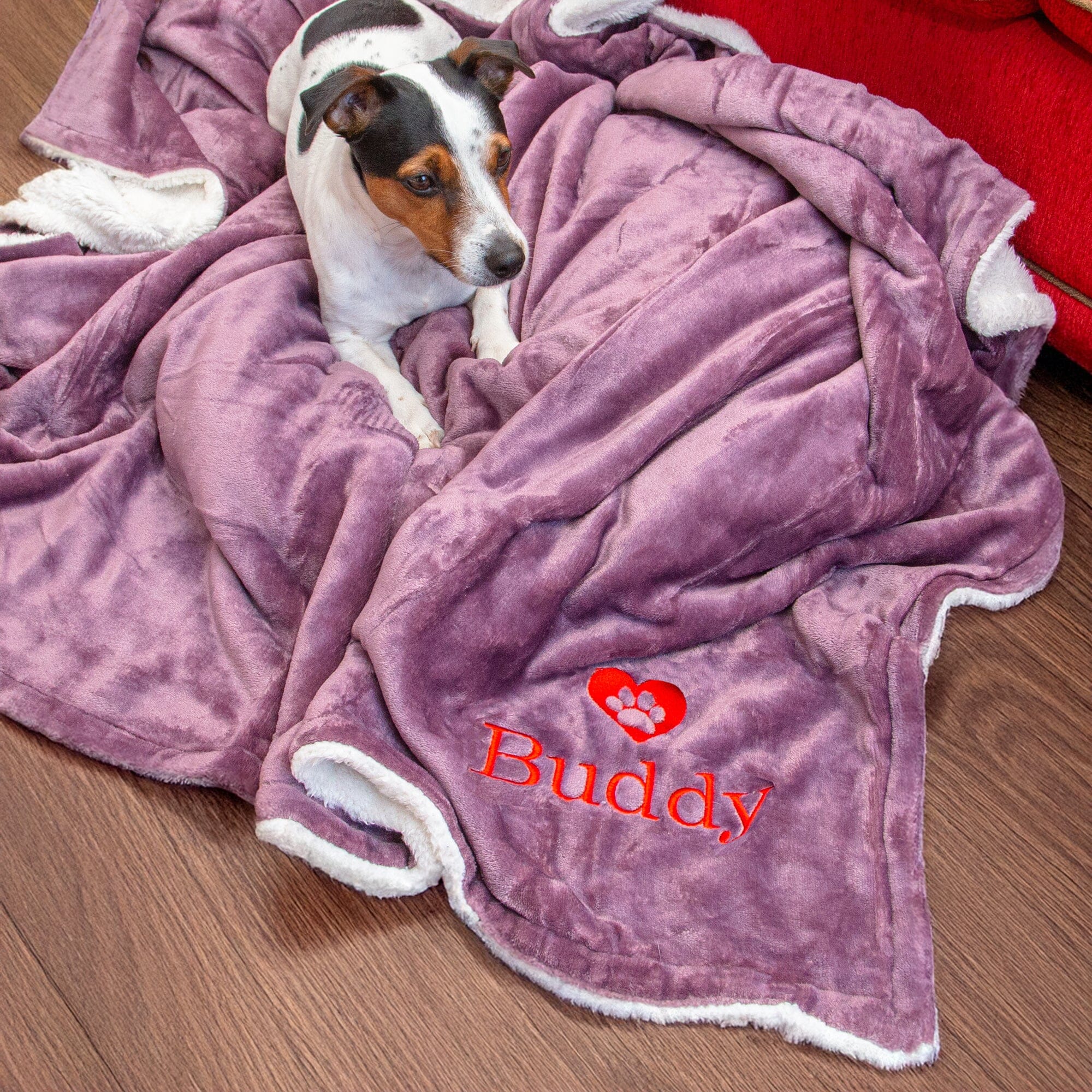 dog on a blanket