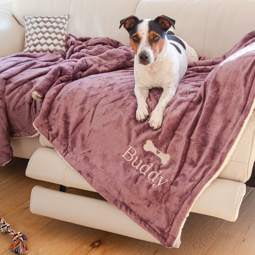 dog on a balanket on a sofa