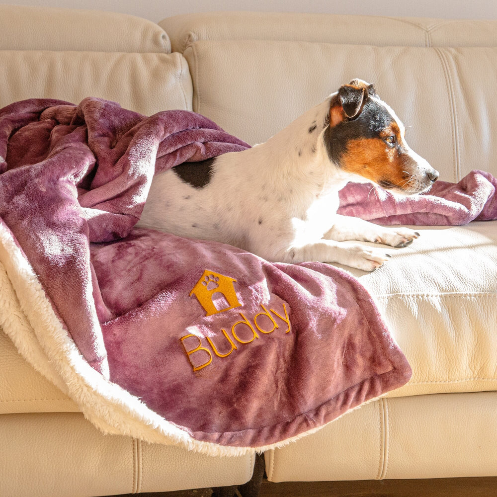dog under a blanket on the sofa