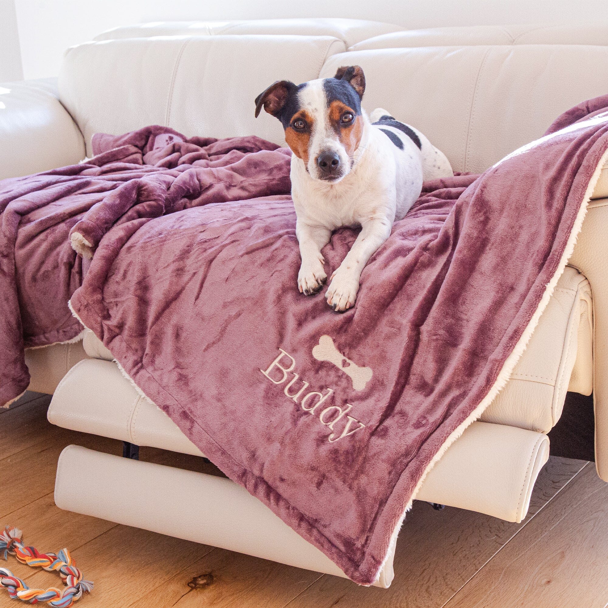 dog on a blanket on a sofa