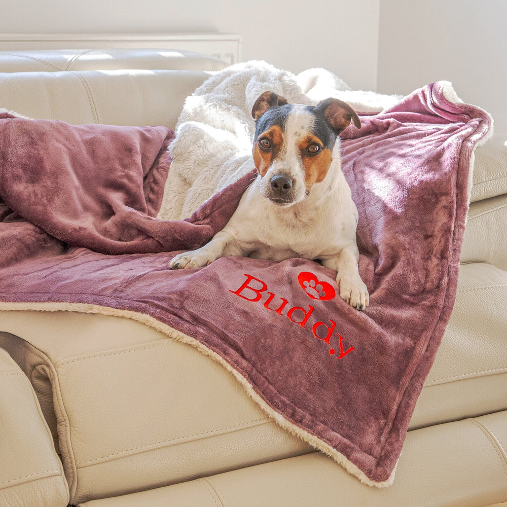 dog on a blanket on a sofa