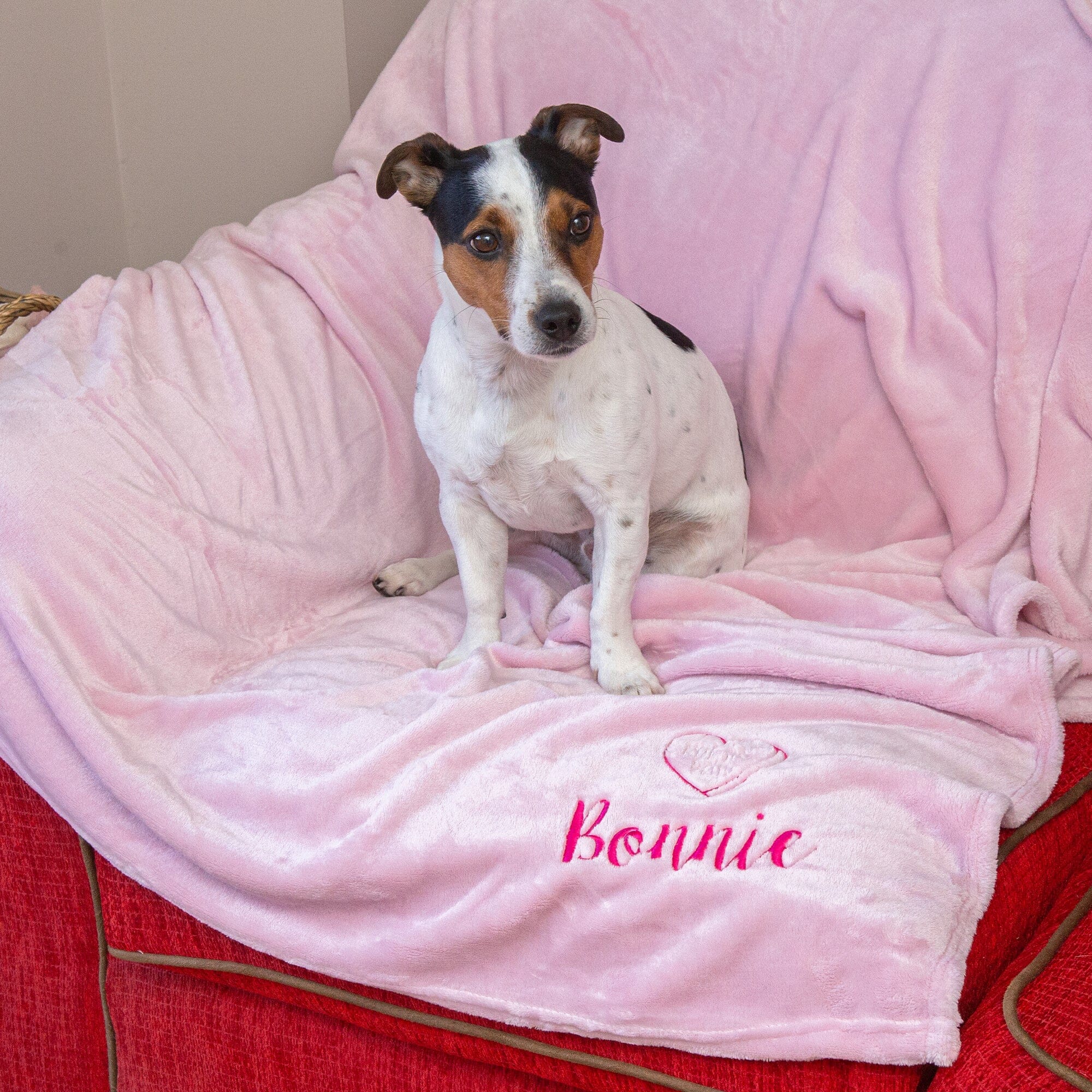 dog sitting on a pink blanket